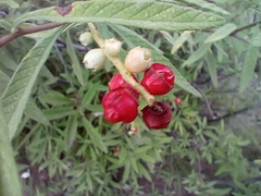 Varronia curassavica