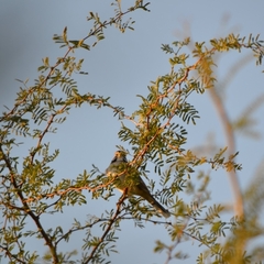 Chondestes grammacus