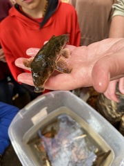 Hypentelium nigricans