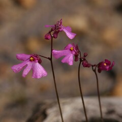 Utricularia multifida