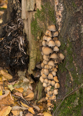 Coprinellus micaceus