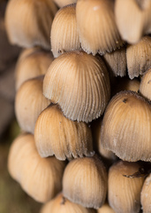 Coprinellus micaceus