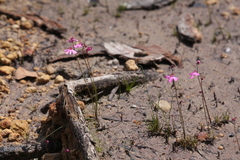 Utricularia multifida