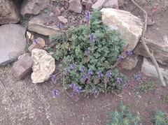 Coleus
