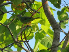 Dacnis cayana