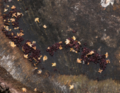 Ascocoryne sarcoides