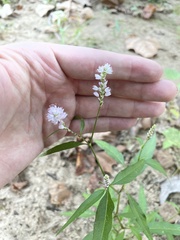 Persicaria bicornis