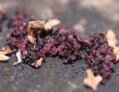 Ascocoryne sarcoides