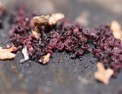 Ascocoryne sarcoides