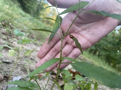 Persicaria bicornis