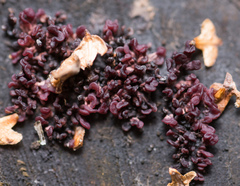 Ascocoryne sarcoides