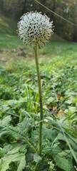 Echinops exaltatus