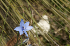 Thelymitra crinita