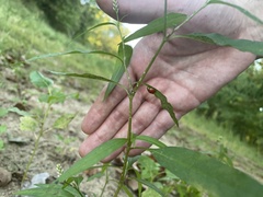 Persicaria bicornis