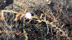 Stephanomeria diegensis