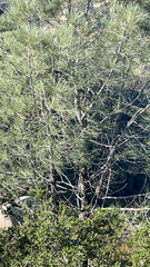 Pinus sabiniana