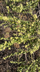 Galium angustifolium