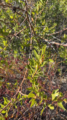 Ceanothus spinosus
