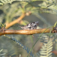 Libytheana carinenta mexicana