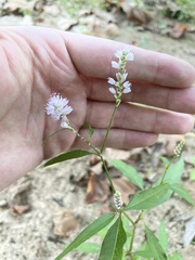 Persicaria bicornis