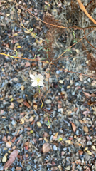 Malacothrix saxatilis