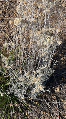 Pseudognaphalium microcephalum