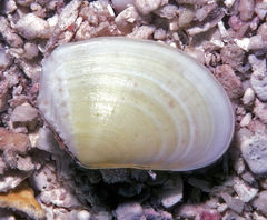 Tellinidae