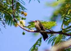 Phaeoptila sordida