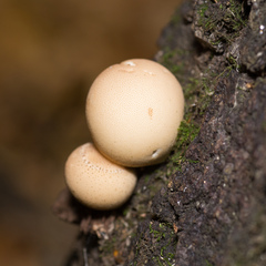 Apioperdon pyriforme