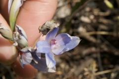 Thelymitra crinita