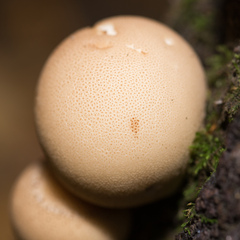 Apioperdon pyriforme