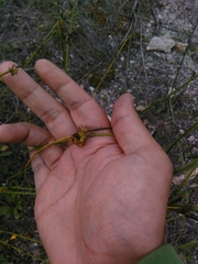 Aceria chondrillae
