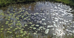 Nymphoides indica