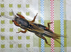 Gryllotalpa