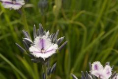 Thysanotus multiflorus