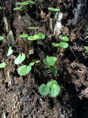 Corybas grumulus