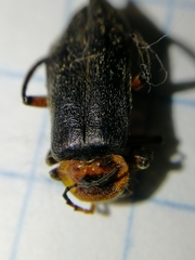 Cantharis rustica