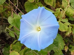 Ipomoea tricolor