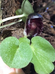 Corybas grumulus