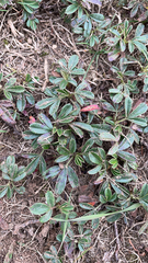 Sibbaldiopsis tridentata