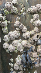 Semibalanus balanoides