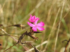 Dianthus borbasii