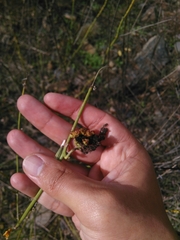 Aceria chondrillae