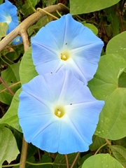 Ipomoea tricolor