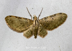 Brabira atkinsonii