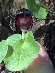 Corybas grumulus