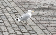 Larus argentatus