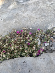 Portulaca pilosa
