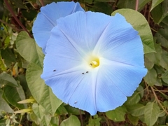 Ipomoea tricolor