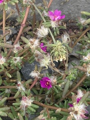 Portulaca pilosa
